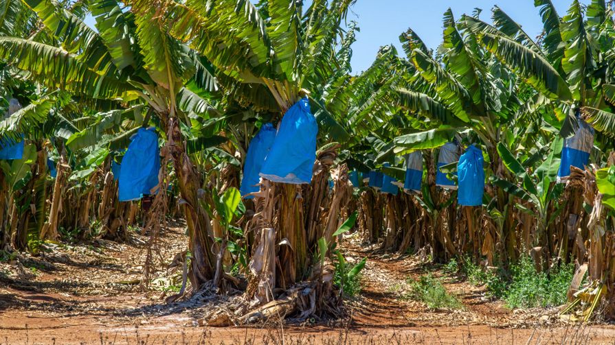 Banana trees with their bananas wrapped up