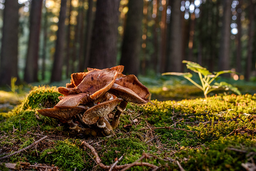 Forest Floor with a large collection of mushrooms