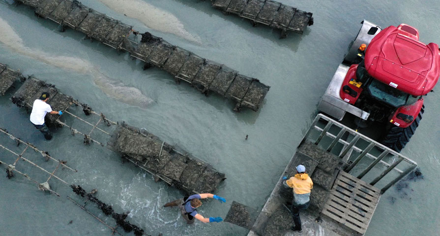 Racks of mussels grow in shallow water (Credit: Getty Images)