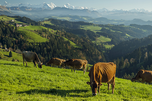 guy in the field with a box of grapes
