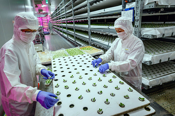 Carrots in soil (Credit: Getty Images)