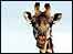 A giraffe