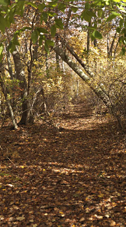 autumnal colour