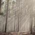 Image of forest