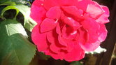 Flower in my...