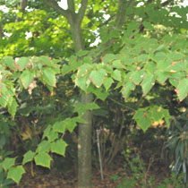 Acer capillipes