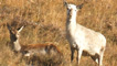 White hind