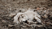 Dead or alive...