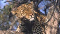 leopard up a tree