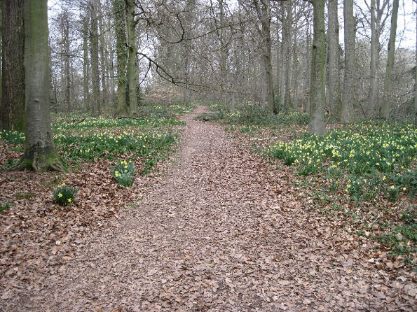 Daffodils