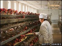 Trabalhador alimenta frangos numa fazenda na China