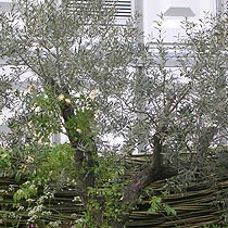 Olea europea