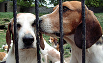 Hounds