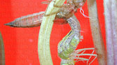 Dragonfly larvae... Dragonfly larvae...