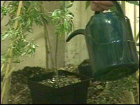 Maconha