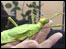 Stick Insect