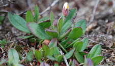 spotted dog rose