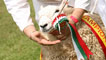Day 4 - A class winning sheep