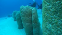 Stromatolites