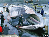 A fin whale being cut up