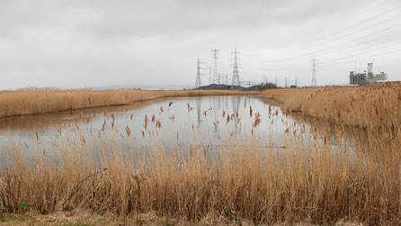 newport_wetlands.jpg