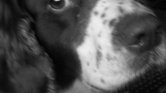 balck/white photo... balck/white photo...