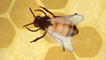 honey bee in hive