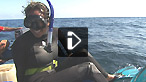 Free diving with sperm whales in the Sea of Cortez