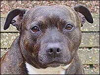 Awww - staffie!