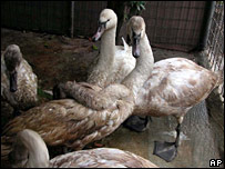 Cisnes