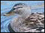 Duck swimming on water