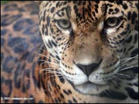Jaguar Amazonas