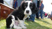 Ollie the collie pup