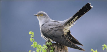 cuckoo_blog_2.jpg