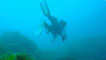 Diver