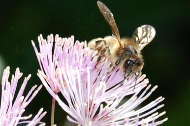 Honey bee