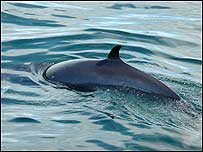 Whale