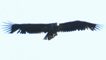 sea eagle