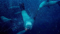 Australian fur seals