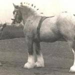 Evelyn on the way to the blacksmith's.