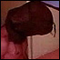 Prisioneiro de Abu Ghraib