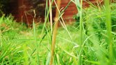 Grass Grass