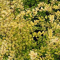 Shrubby honeysuckle