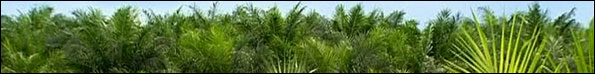 Palm Trees in Borneo