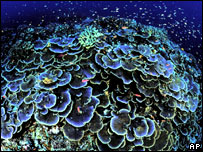 coralusfws203.jpg