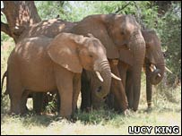 Elephants