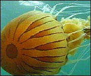 Jellyfish off Lundy