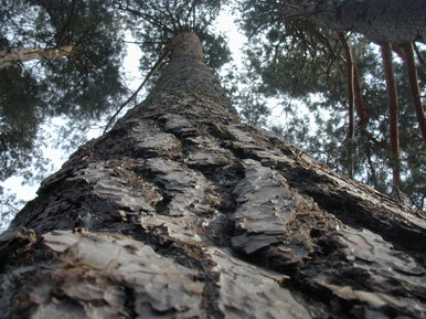 Scots Pine
