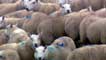 Sheep