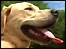 Jackson, the trainee Guide Dog